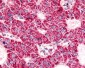 ADGRG6 / GPR126 Antibody (C-Terminus)